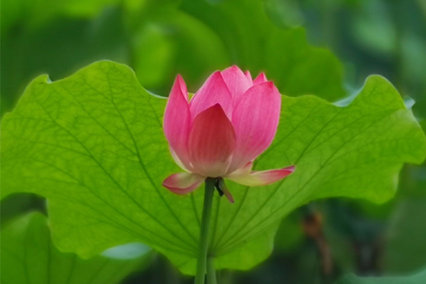顺丰开通中泰鲜花冷链专线！助力云南鲜花48小时跨境飘香